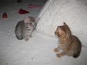 IMG_0116-1