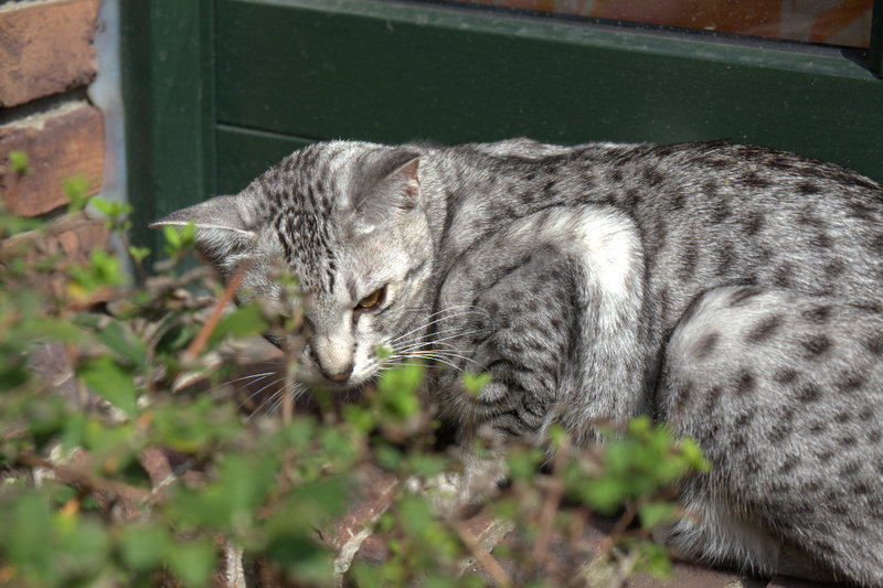 IMG_4374.jpg - Ocicat Stars Kenya