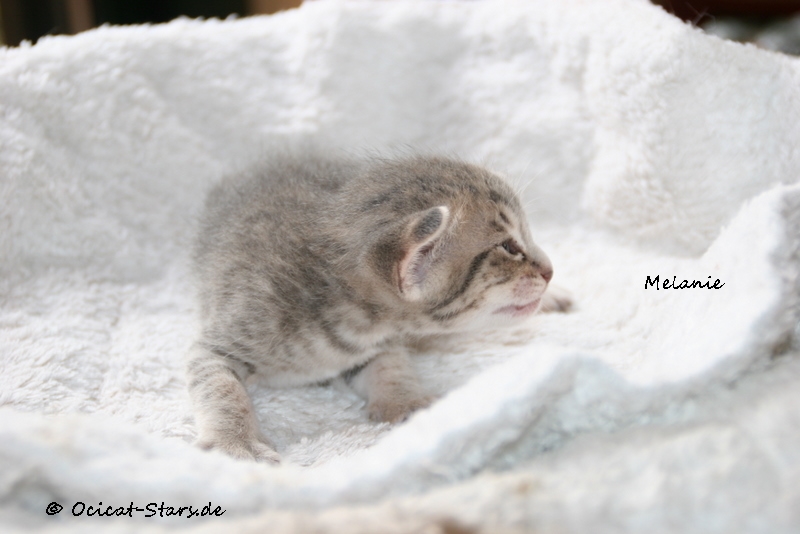 IMG_4886.JPG - Ocicat Stars Melanie