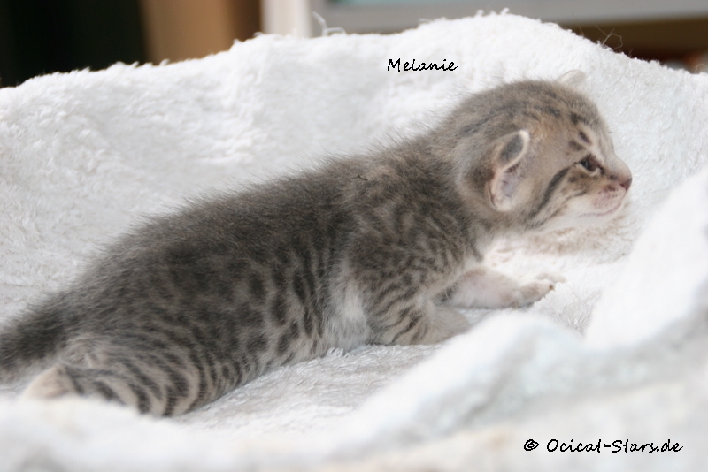 IMG_4896.JPG - Ocicat Stars Melanie