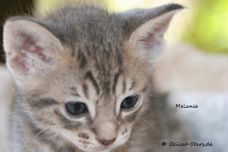 IMG_5310.JPG - Ocicat Stars Melanie
