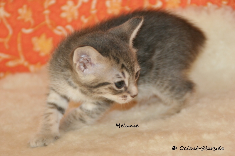 IMG_5339.JPG - Ocicat Stars Melanie