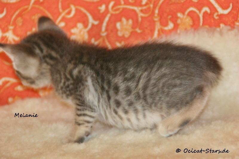 IMG_5341.JPG - Ocicat Stars Melanie