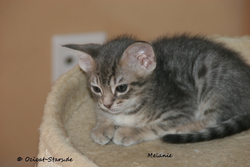 IMG_5659.JPG - Ocicat Stars Melanie