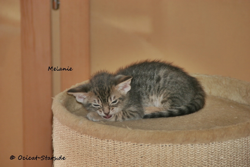 IMG_5671.JPG - Ocicat Stars Melanie