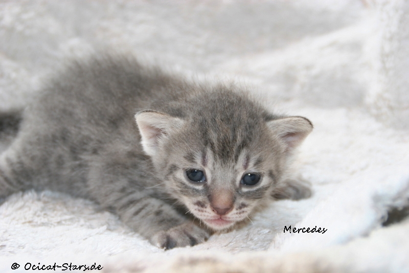 IMG_4916.JPG - Ocicat Stars Mercedes