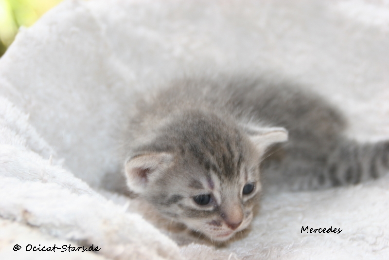 IMG_4928.JPG - Ocicat Stars Mercedes