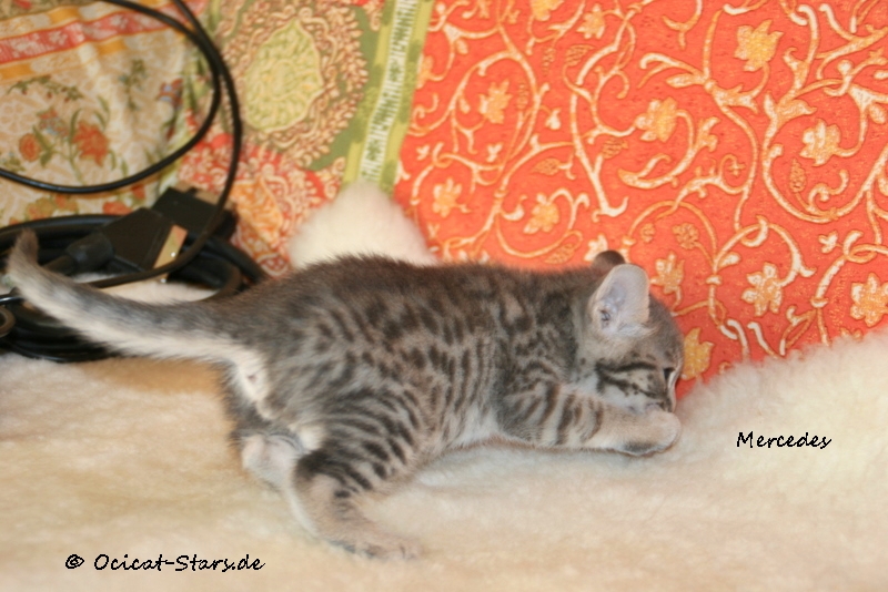 IMG_5256.JPG - Ocicat Stars Mercedes