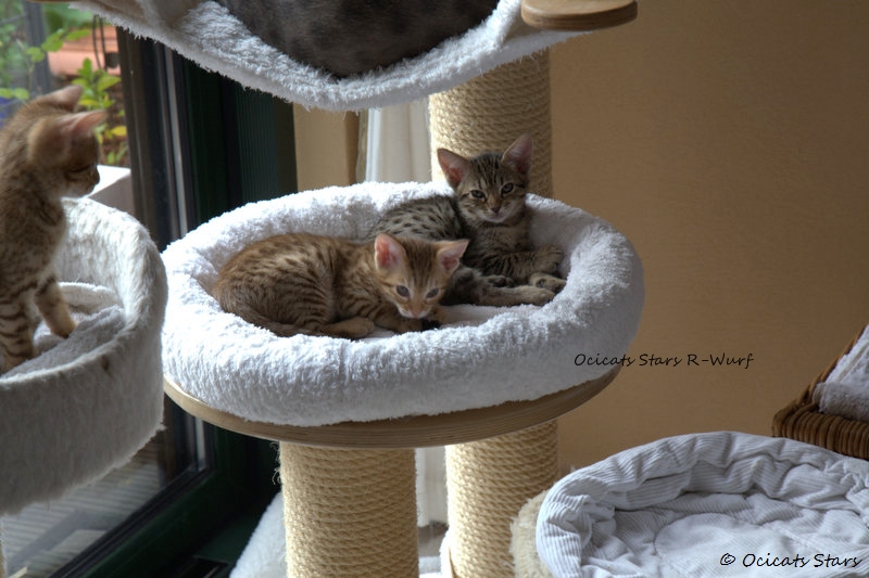 _MG_5190.jpg - Ocicats Stars R-Wurf