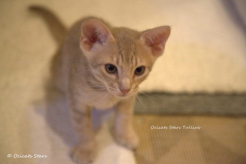 _MG_1561.jpg - Ocicats Stars T-Wurf Tullius