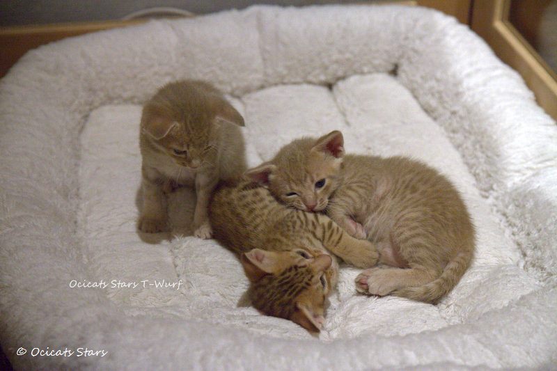 _MG_0939.jpg - Ocicats Stars T-Wurf