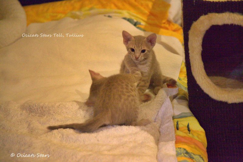_MG_1576.jpg - Ocicats Stars T-Wurf Tell Tullius