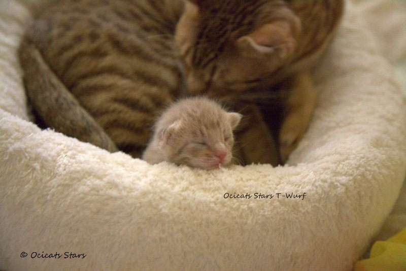 _MG_9855.jpg - Ocicats Stars T-Wurf