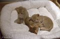 _MG_0938