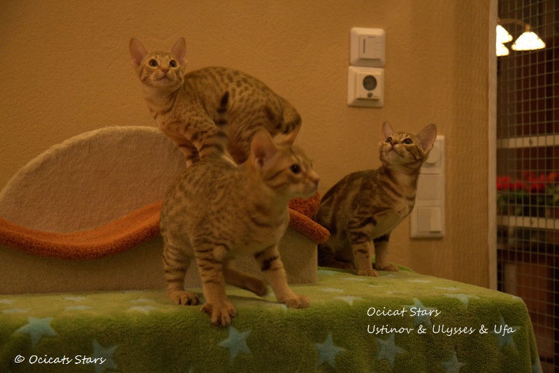 _MG_5629.jpg - Ocicats Stars Ustinov, Ulysses, Ufa