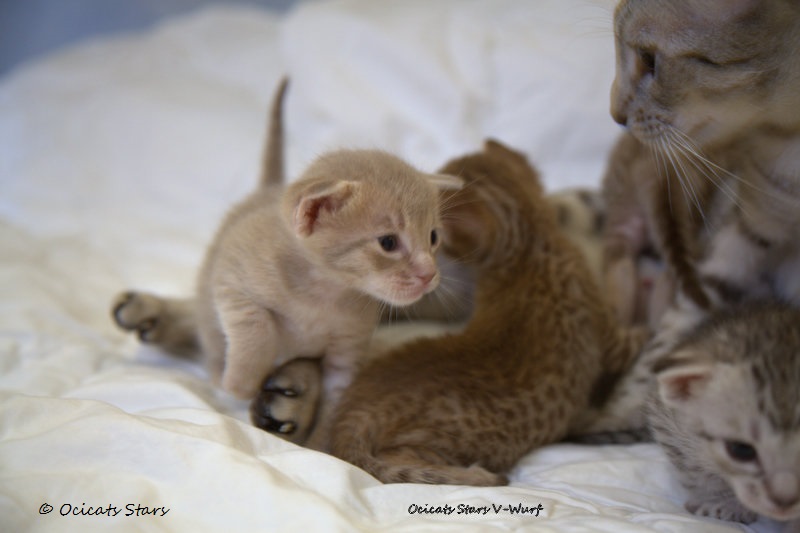 _MG_6521.jpg - Ocicats Stars V-Wurf