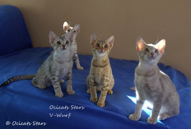 _MG_9307.jpg - Ocicats Stars V-Wurf