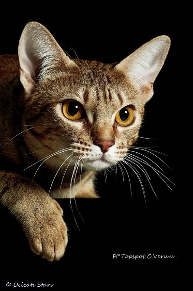 ocicats14_10159.jpg - Topspot C.Verum