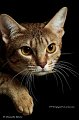 ocicats14_10153-001