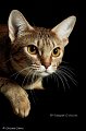 ocicats14_10159