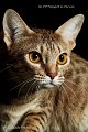 ocicats14_10166-001