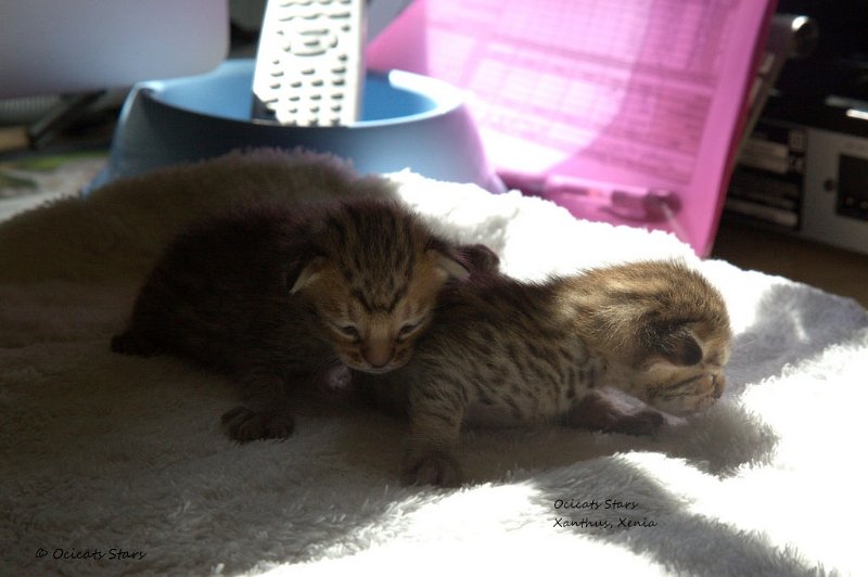 _MG_5045.jpg - X-Litter