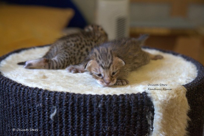_MG_5065.jpg - X-Litter