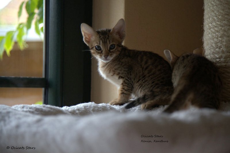 _MG_6353.jpg - Ocicats Stars Xenia, Xanthus