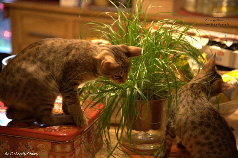 _MG_7659.jpg - Ocicats Stars Xanthus & Xenia