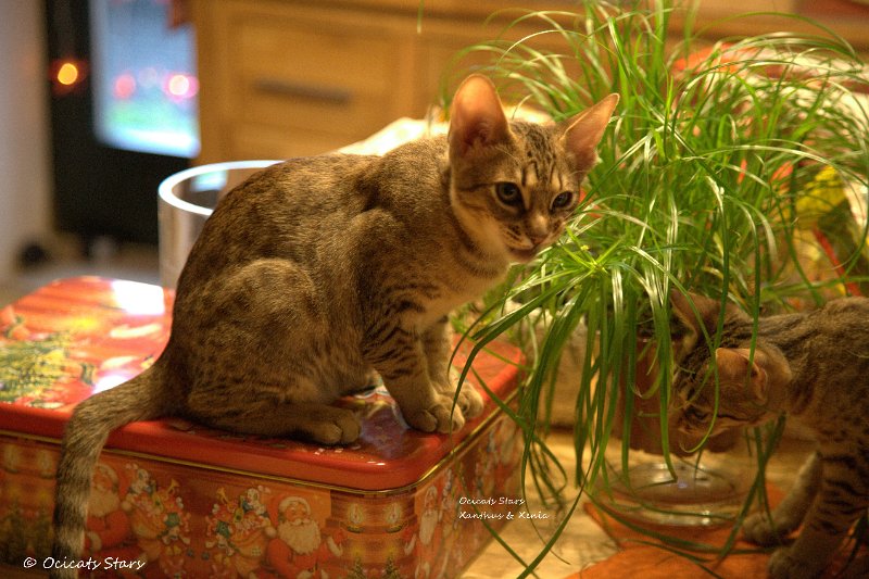 _MG_7669.jpg - Ocicats Stars Xanthus & Xenia