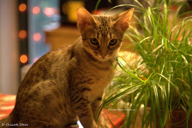 _MG_7695.jpg - Ocicats Stars Xanthus