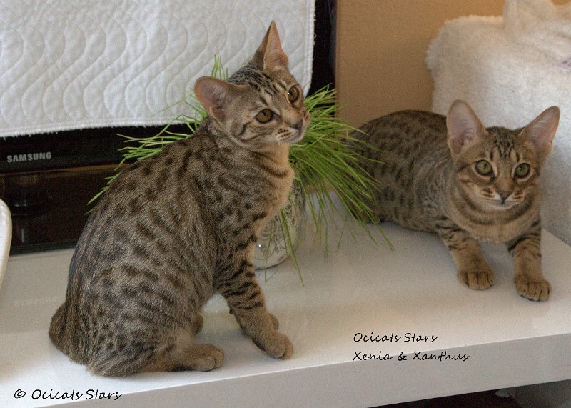 _MG_7812_1.jpg - Ocicats Stars Xenia & Xanthus