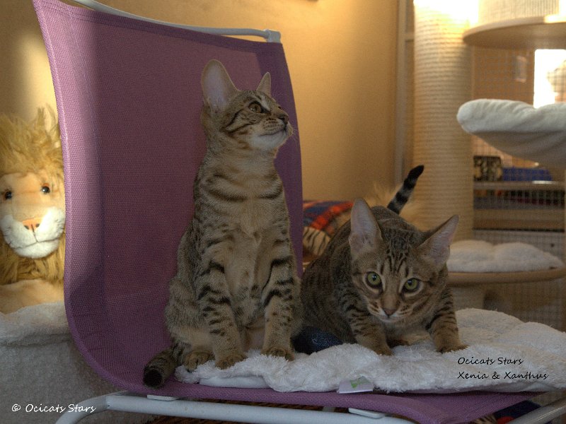 _MG_7859.jpg - Ocicats Stars Xenia & Xanthus