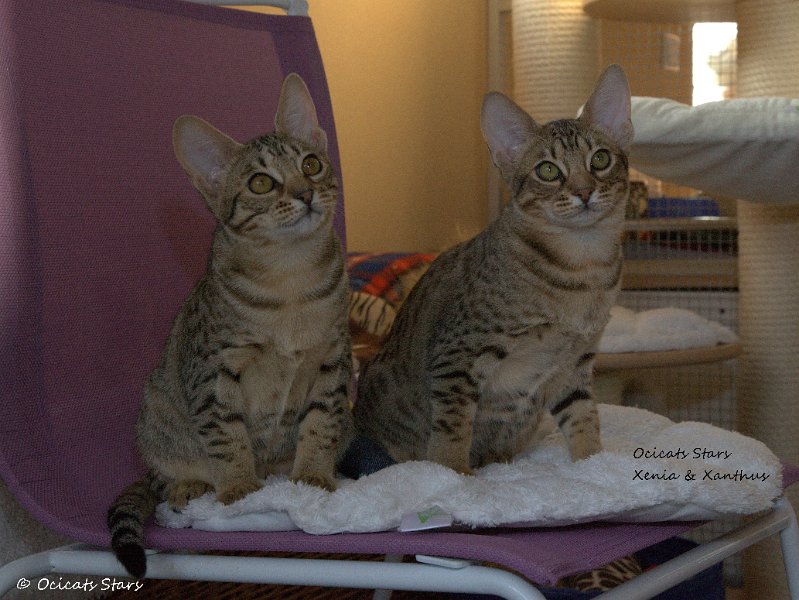 _MG_7874.jpg - Ocicats Stars Xenia & Xanthus