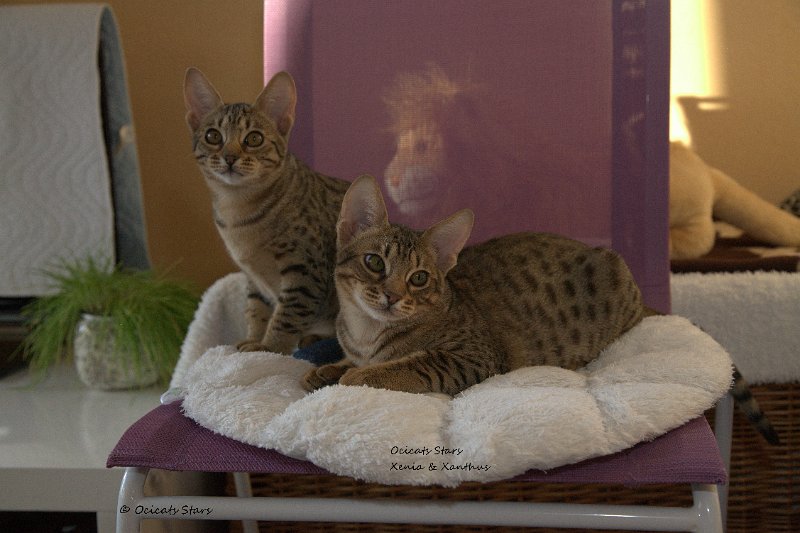 _MG_7887.jpg - Ocicats Stars Xenia & Xanthus