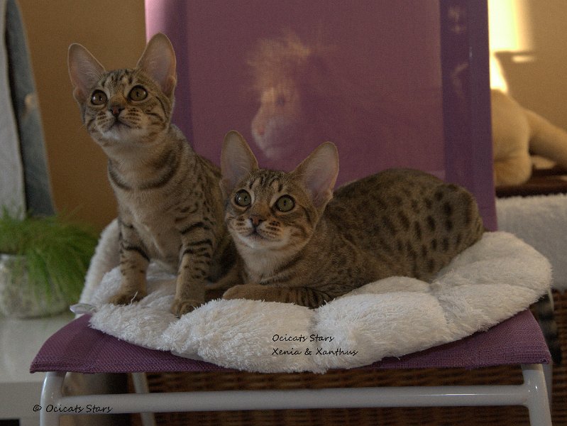 _MG_7893.jpg - Ocicats Stars Xenia & Xanthus