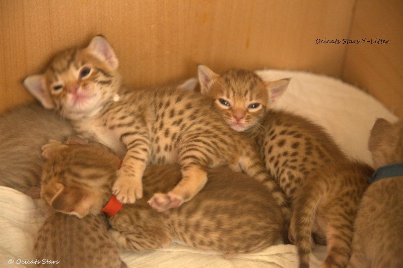 _MG_9089.jpg - Ocicats Stars Y-Wurf