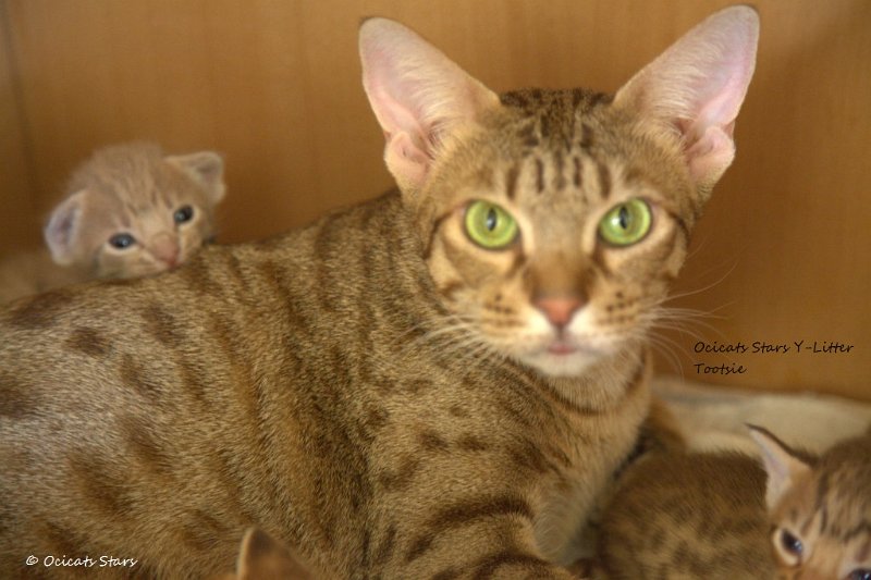 _MG_9108.jpg - Ocicats Stars Y-Wurf