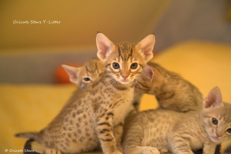 _MG_9549.jpg - Ocicats Stars Y-Wurf
