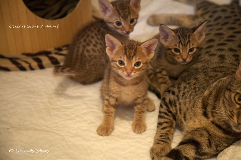 _MG_1932.jpg - Ocicats Stars Zeus (b24), Zane (hot b24), Zero (n24), Raine