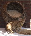 IMG_6859_1