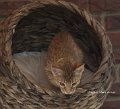 Arago