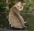 IMG_8368_1_ISA
