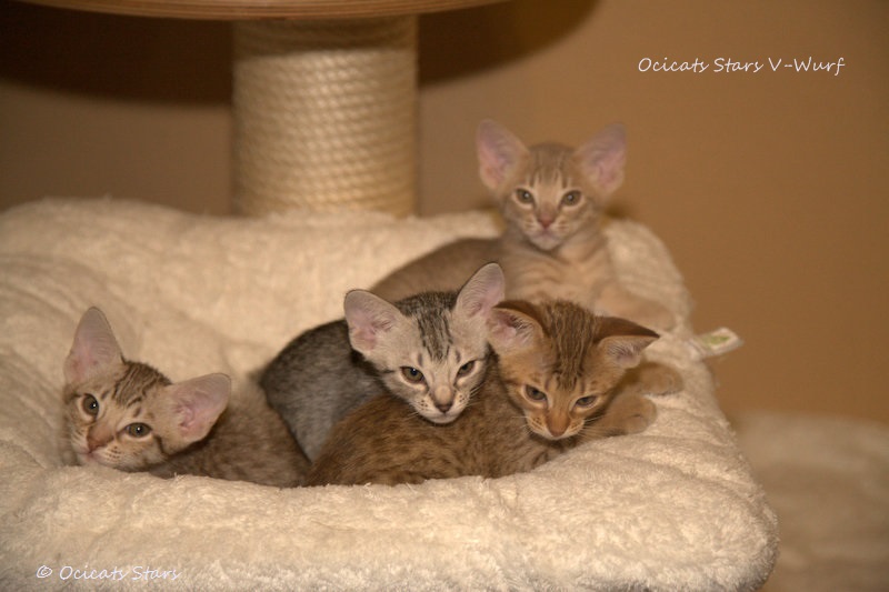 _MG_7328.jpg - Ocicats Stars V-Wurf
