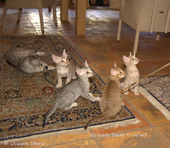 _MG_7890.jpg - Ocicats Stars V-Wurf