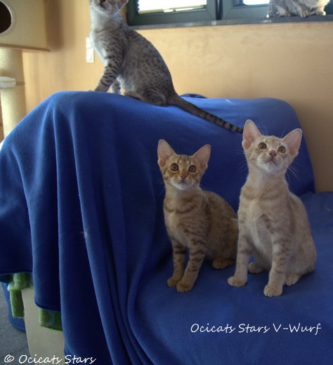 _MG_9180.jpg - Ocicats Stars V-Wurf
