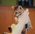 IMG_4158_1_NM