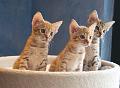 IMG_4242_1_3